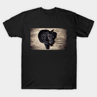 Wow! What A Beautiful Black Puppy Dog T-Shirt